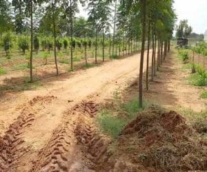 Malbaru and Sri Gandham Tree Plantation in Narketpally